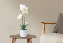 5 flores que simbolizan el amor para regalar a tu pareja Flores para regalar en San Valentín