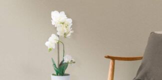 Flores para regalar en San Valentín