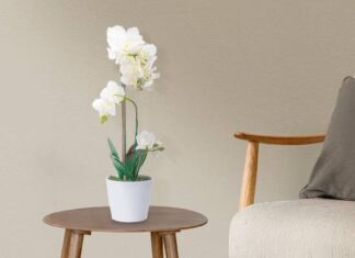 Flores para regalar en San Valentín