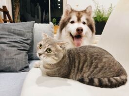 6 datos sobresalientes sobre las mascotas en México datos mascotas en México