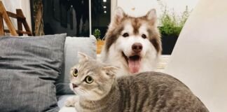 datos mascotas en México