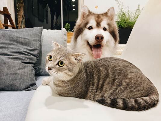 6 datos sobresalientes sobre las mascotas en México datos mascotas en México