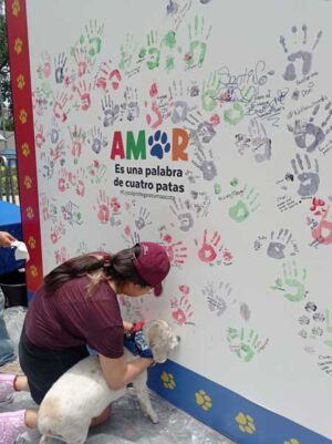 prevención de enfermedades en mascotas