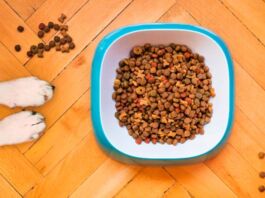 importancia nutrición de las mascotas