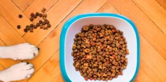 importancia nutrición de las mascotas