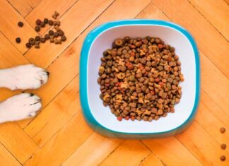 importancia nutrición de las mascotas