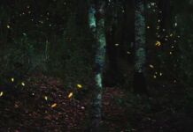 Santuarios de Luciérnagas en Tlaxcala anuncian la Temporada de Avistamiento 2023 temporada avistamiento de luciérnagas Tlaxcala