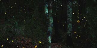 temporada avistamiento de luciérnagas Tlaxcala