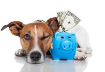 ¿Cuáles son los gastos que debes considerar para tener un perrhijo?🐕 Gastos para tener un perrhijo