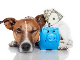 ¿Cuáles son los gastos que debes considerar para tener un perrhijo?🐕 Gastos para tener un perrhijo