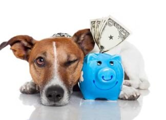 Gastos para tener un perrhijo