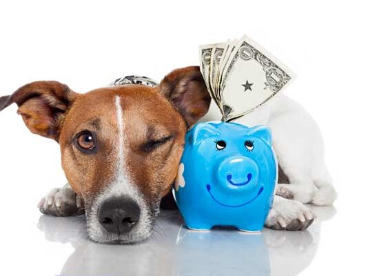 ¿Cuáles son los gastos que debes considerar para tener un perrhijo?🐕 Gastos para tener un perrhijo