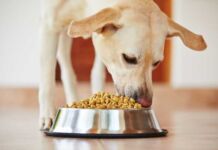 Harinas cárnicas, una opción saludable para la alimentación de tu mascota harinas cárnicas en alimento para mascotas