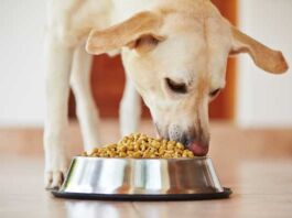 harinas cárnicas en alimento para mascotas