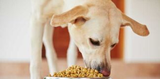 harinas cárnicas en alimento para mascotas