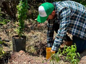 jornada de reforestación Barranca de Tarango