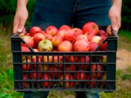 2 actividades al aire libre ideales para el otoño actividades para el otoño