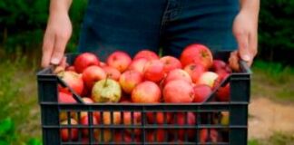 actividades para el otoño