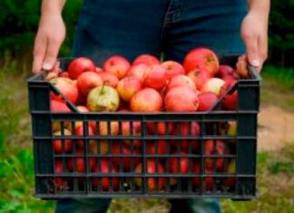 actividades para el otoño