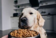 evolución mercado alimento para mascotas