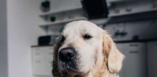 evolución mercado alimento para mascotas