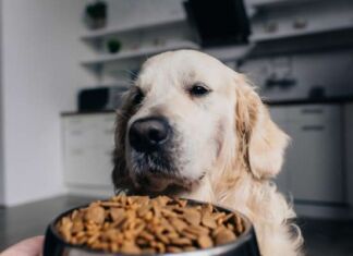 ¿Cómo ha evolucionado el mercado de alimento para mascotas? evolución mercado alimento para mascotas