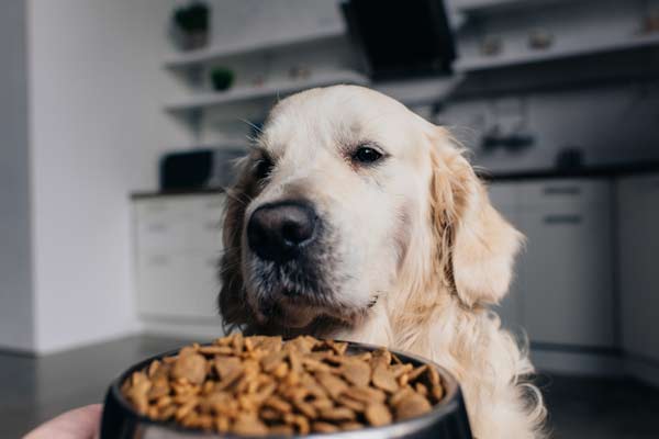 alimento-para-mascotas evolución mercado alimento para mascotas