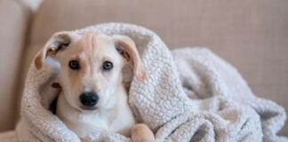 situaciones de estrés mascotas