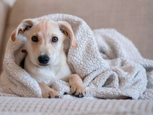 situaciones de estrés mascotas