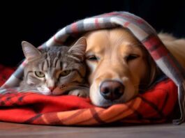 cómo ayudar a mascotas en duelo