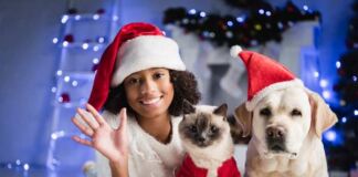 cómo cuidar a las mascotas en navidad
