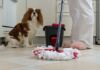 La importancia de la limpieza en hogares con mascotas tips para tener limpios los hogares con mascotas