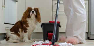 tips para tener limpios los hogares con mascotas