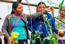 Kellanova implementa programa de nutrición en Chanal