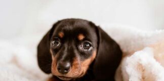 consejos nutrición cachorro