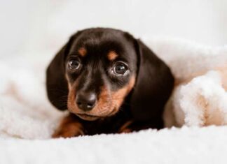 consejos nutrición cachorro