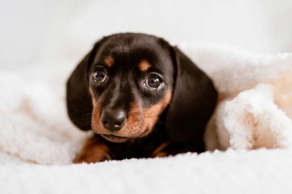 nutricion-cachorro consejos nutrición cachorro