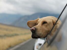Claves para viajar con tu mascota en estas vacaciones recomendaciones al viajar con tu mascota