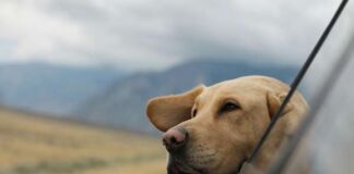 recomendaciones al viajar con tu mascota