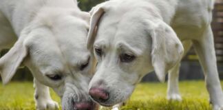 efectos dietas barf en mascotas