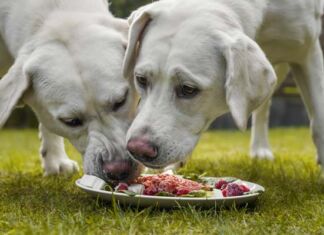 Dietas BARF: ¿Cuáles son sus efectos en la salud de las mascotas? efectos dietas barf en mascotas
