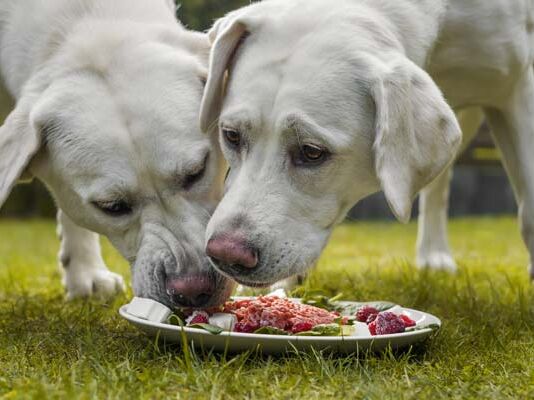 efectos dietas barf en mascotas