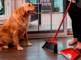 Trivia: ¿Tienes mascotas? Mantén limpia tu casa con el nuevo Vileda Pet Pro recoger pelo Vileda Pet Pro
