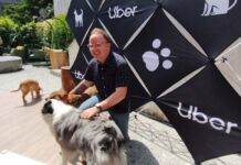 Uber Pet, el servicio que permite a los usuarios viajar con una mascota viajar con mascota Uber Pet