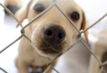 iniciativa Pedigree Goodpoints