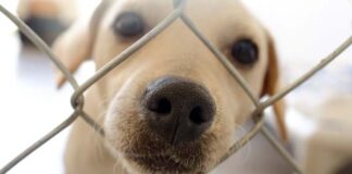 iniciativa Pedigree Goodpoints