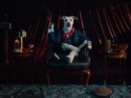 Ingeniosa campaña “Sugar Doggies” incentiva la adopción de perros adultos campaña Sugar Doggies