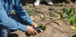 programa Todos sembramos café Starbucks