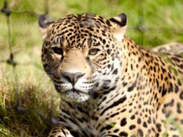 pases cuádruples para Refugio Jaguar