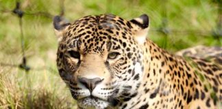 pases cuádruples para Refugio Jaguar